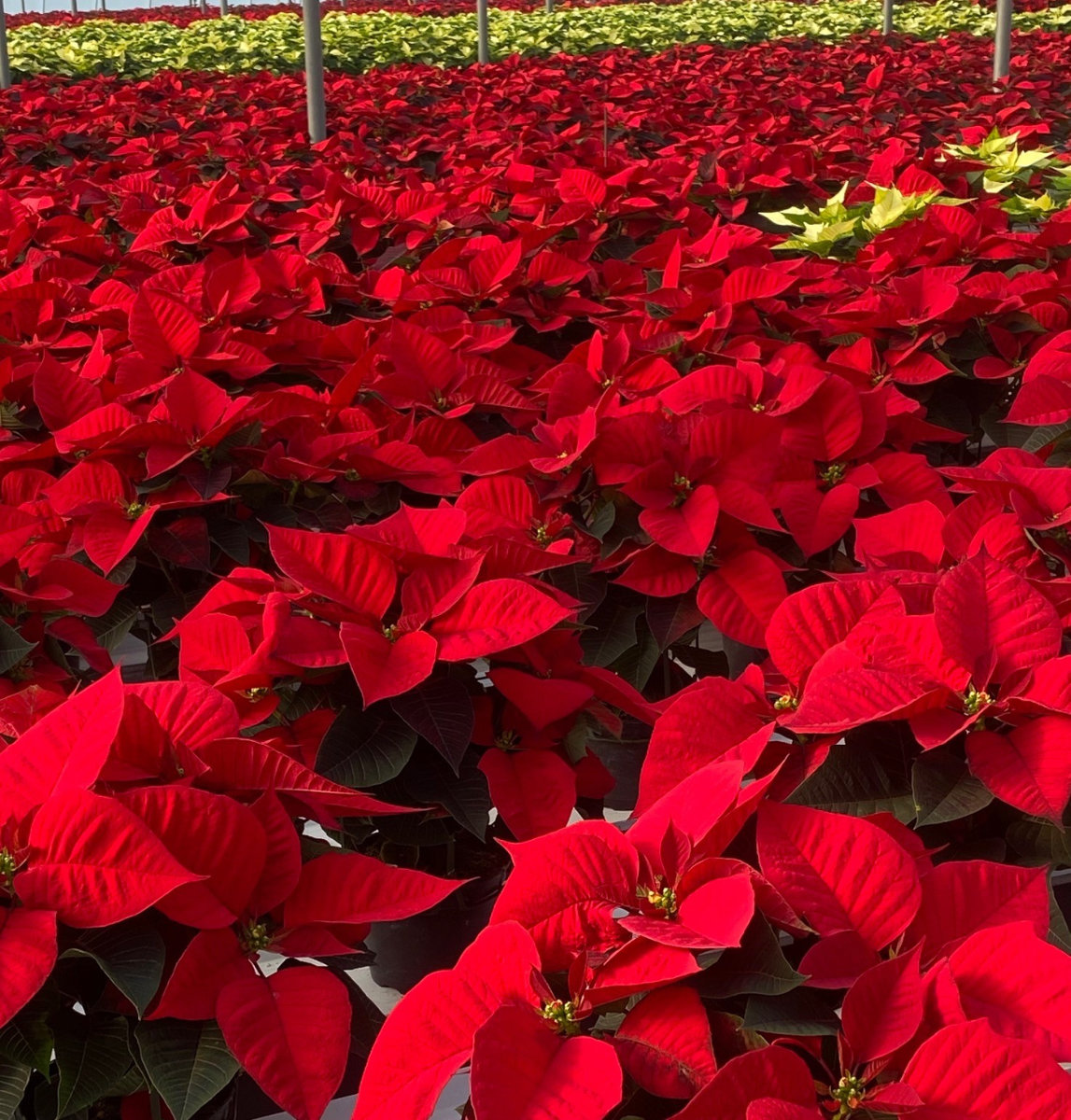 Poinsettia fundraiser with red and white poinsettias in greenhouse.